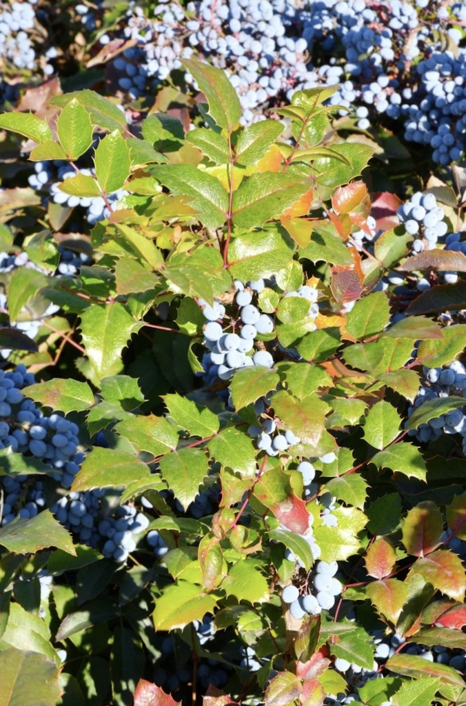 Mahonia : plantes décoratives comestibles aux fruits bleus