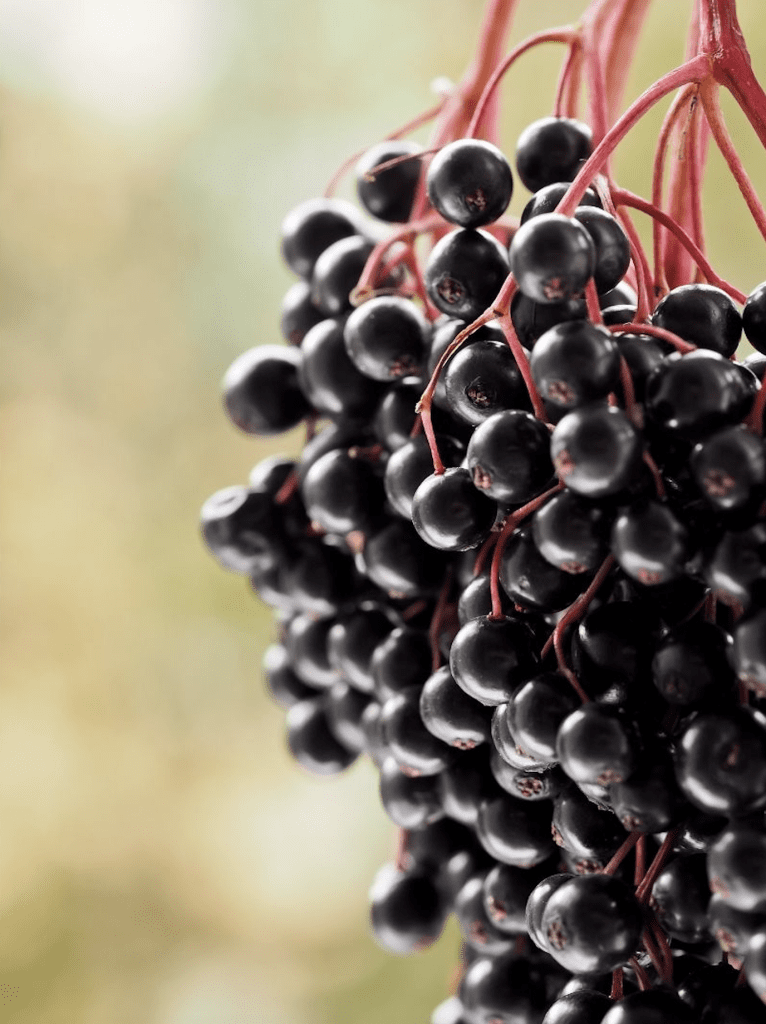 Grappes de baies de plantes décoratives comestibles noir fraîches