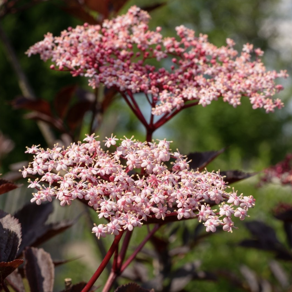 Black Lace, plantes décoratives comestibles à fleurs roses