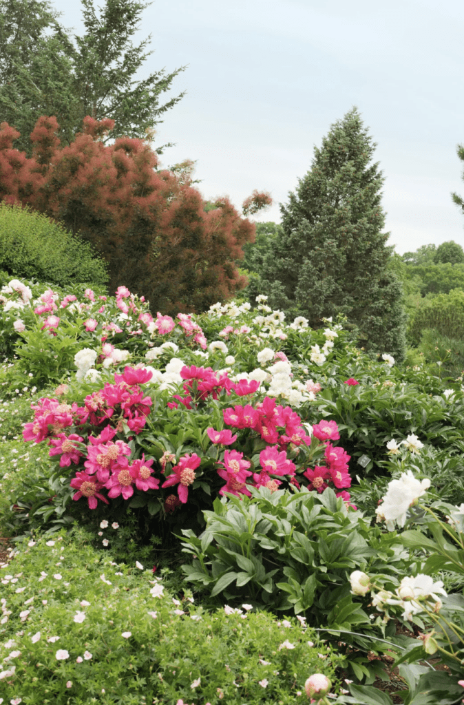 Jardin fleuri avec des plantes décoratives comestibles