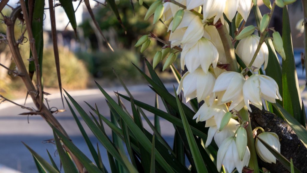 Fleurs blanches en clochettes de yucca comestibles
