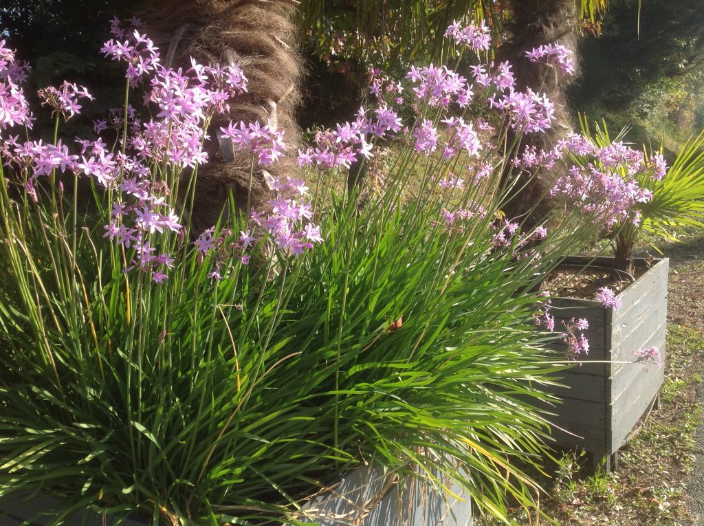 Plantes décoratives comestibles fleuries avec feuillage vert dans le jardin