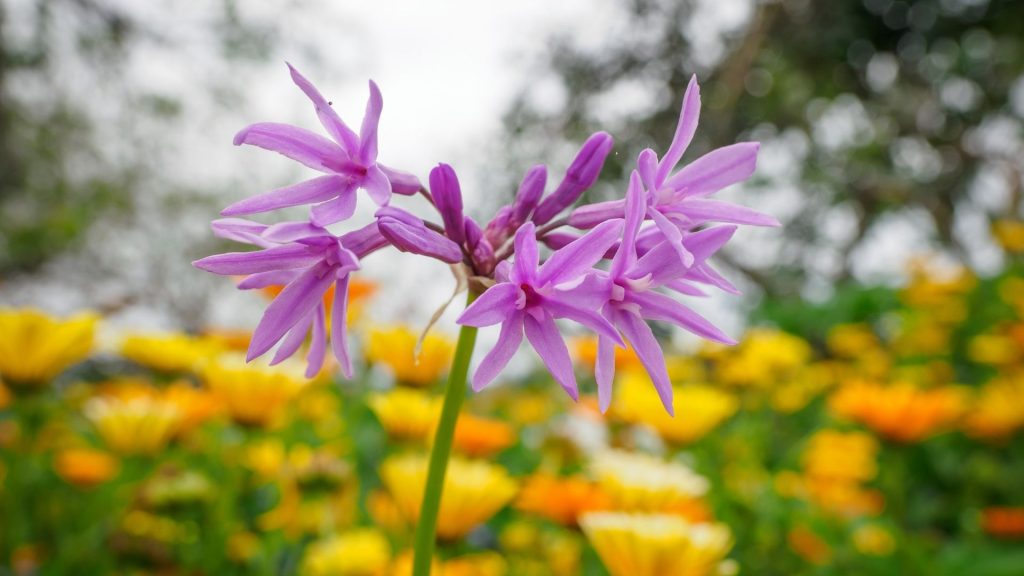Plantes décoratives comestibles aux fleurs violettes et pétales fins