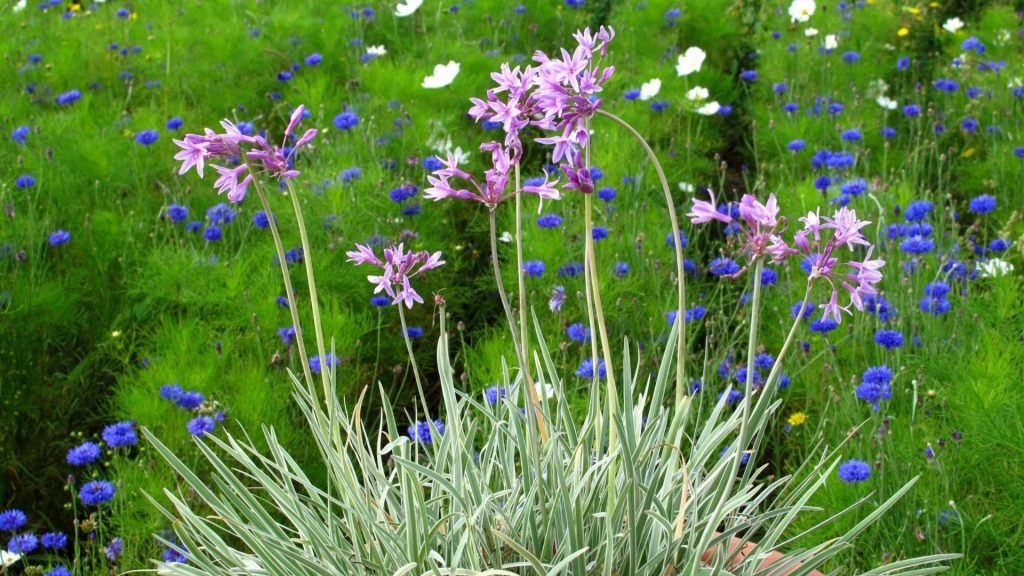 Plantes décoratives comestibles avec fleurs violettes et feuillage gris