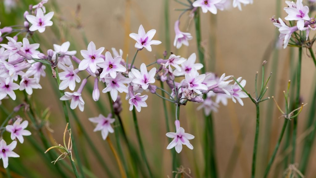 Plantes décoratives comestibles fleuries avec petites fleurs roses