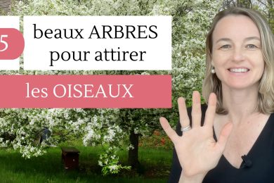 5 beaux arbres pour attirer les oiseaux