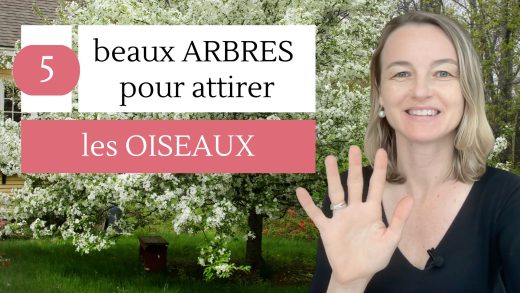 5 beaux arbres pour attirer les oiseaux