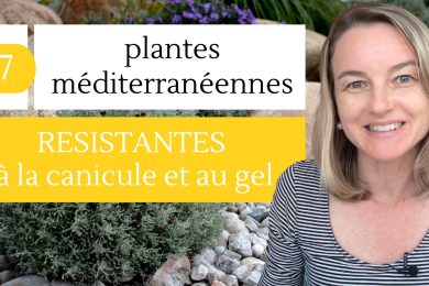 7 plantes méditerranéennes RESISTANTE à la canicule et au gel