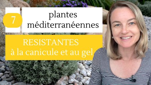 7 plantes méditerranéennes RESISTANTE à la canicule et au gel