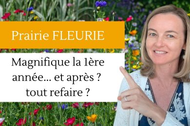 Prairie Fleurie Magnifique la 1ère année... et après ? tout refaire ?