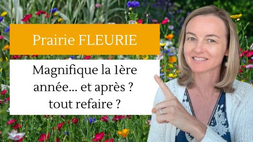 Prairie Fleurie Magnifique la 1ère année... et après ? tout refaire ?
