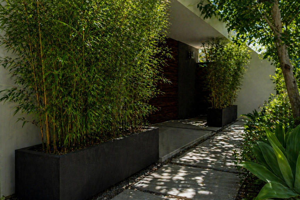 Bambou en pots noirs sur terrasse