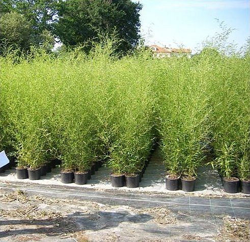 Haie de bambou verts dense en pot