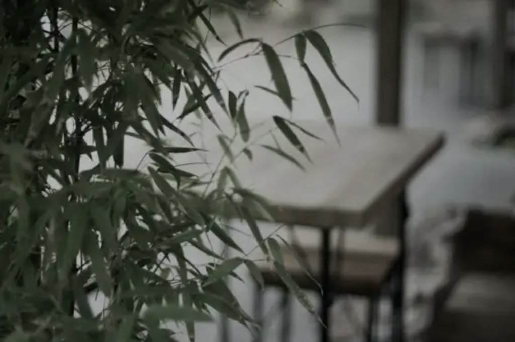 Feuilles de bambou en pot sur terrasse