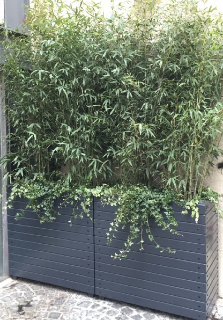 Bambou en pot brise-vue