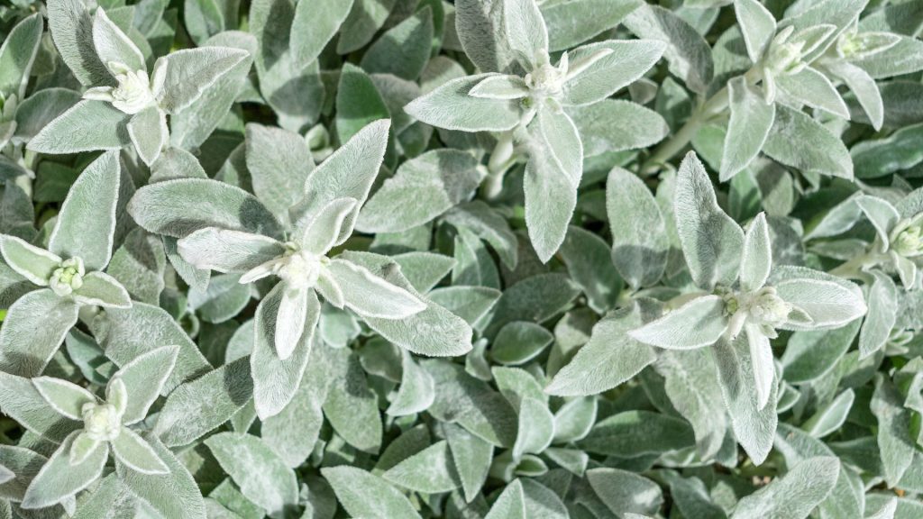 Feuille de plante méditerranéenne ultra-résistante à la sècheresse