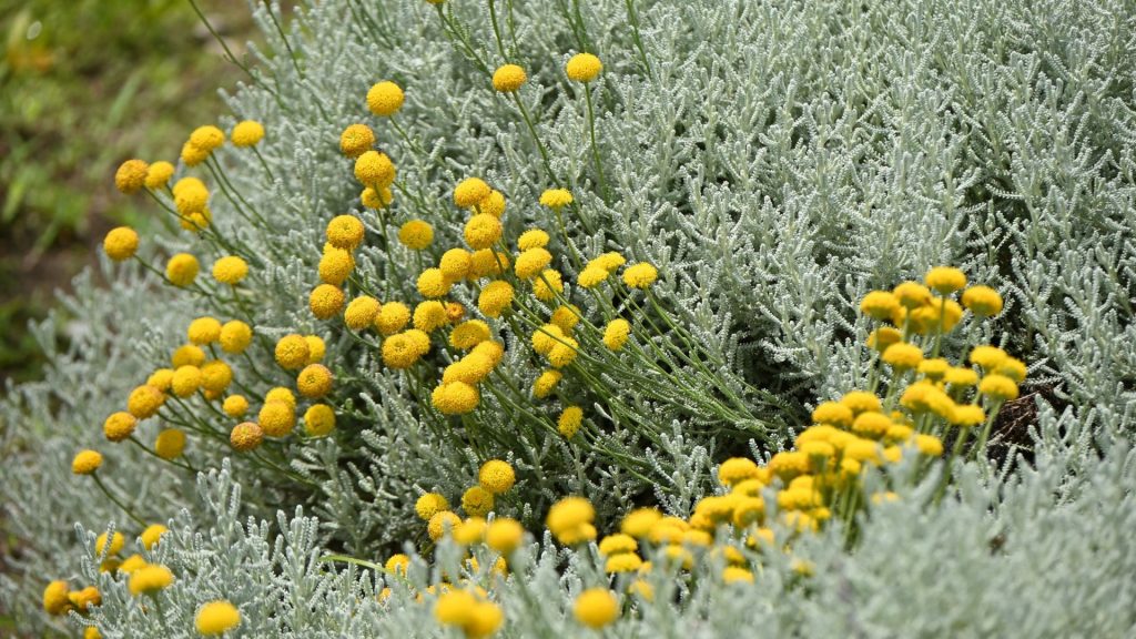 Plante méditerranéenne résistante à la sècheresse