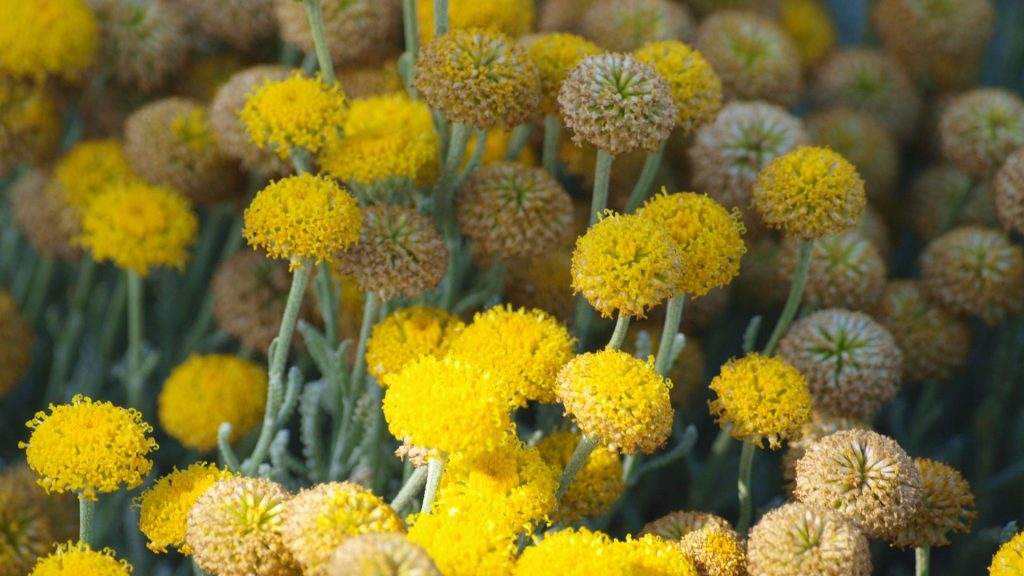 Plante méditerranéenne résistante à la sècheresse