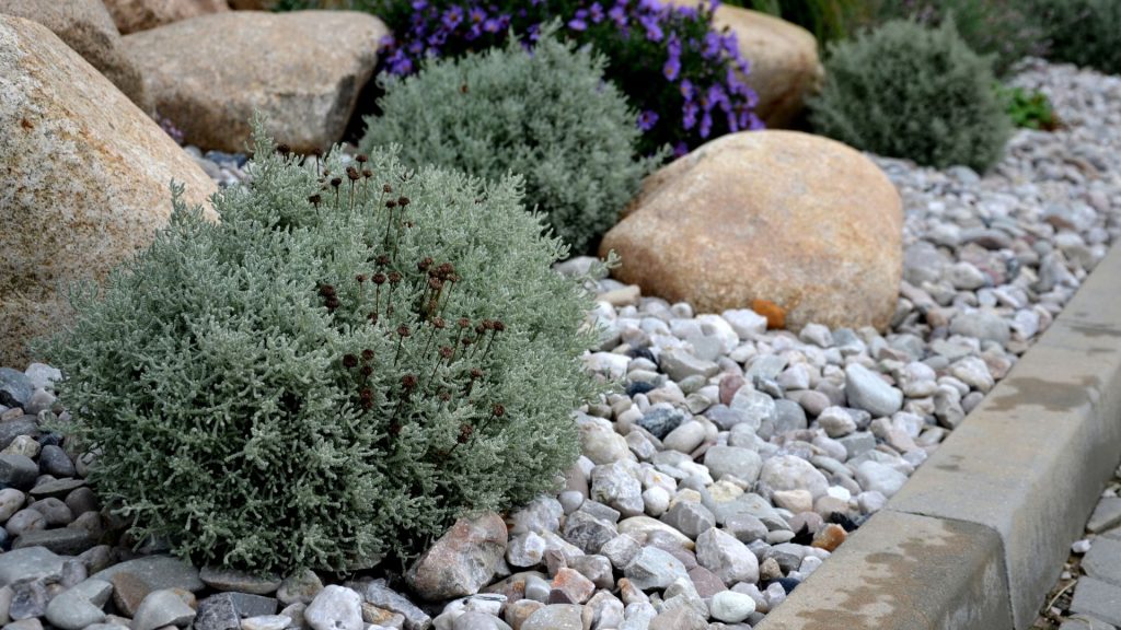 Plante méditerranéenne résistante à la sècheresse dans le jardin