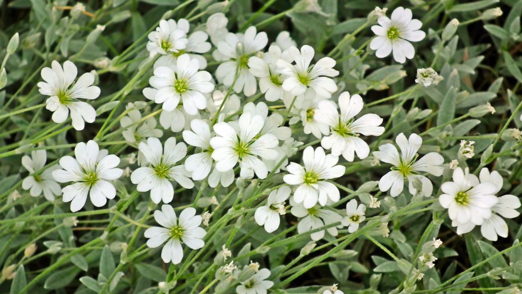Plante méditerranéenne résistante au gel