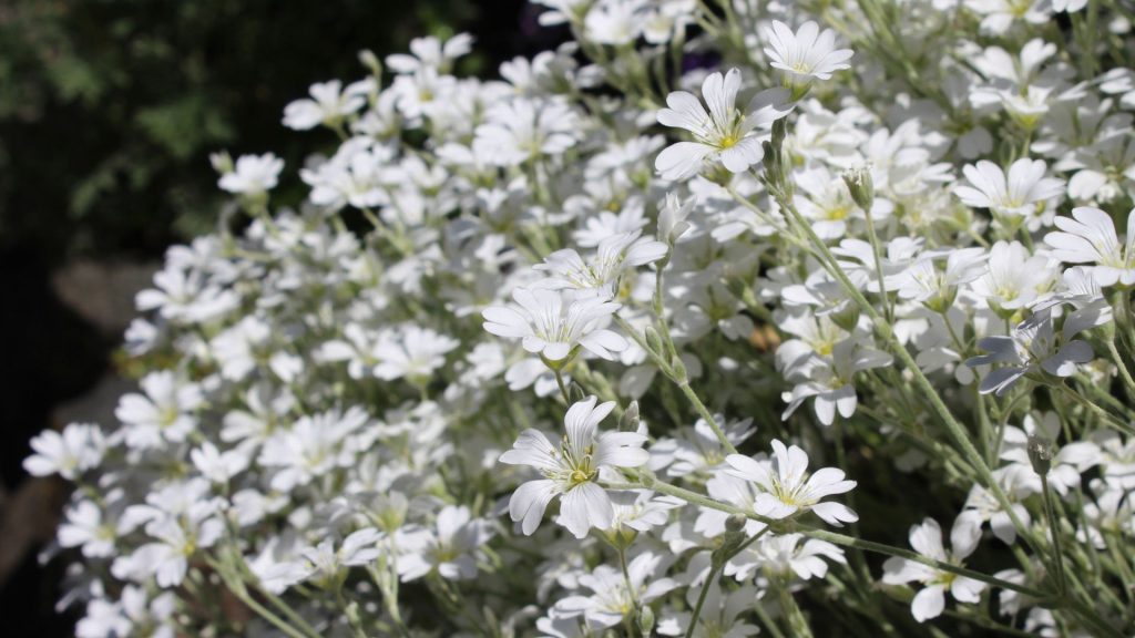 Plante méditerranéenne résistante au gel