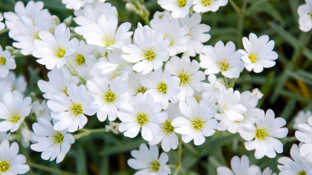 Plante méditerranéenne résistante au gel