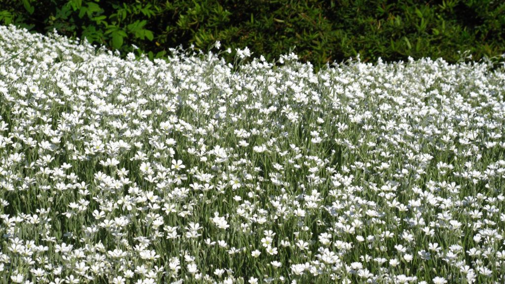 Plante méditerranéenne résistante au gel