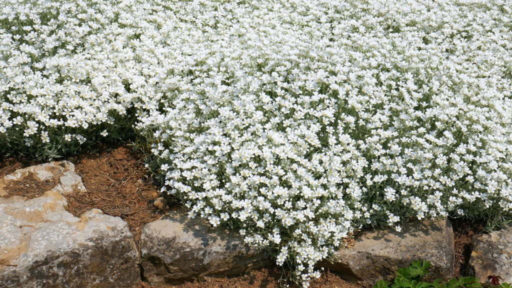 Plante méditerranéenne résistante au gel dans le jardin