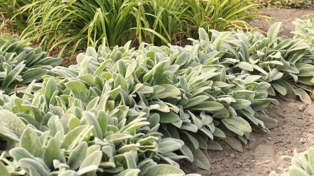 Plante méditerranéenne ultra-résistante à la secheresse dans le jardin