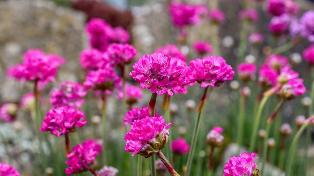 Plante méditerranéenne résistante au soleil dans le jardin