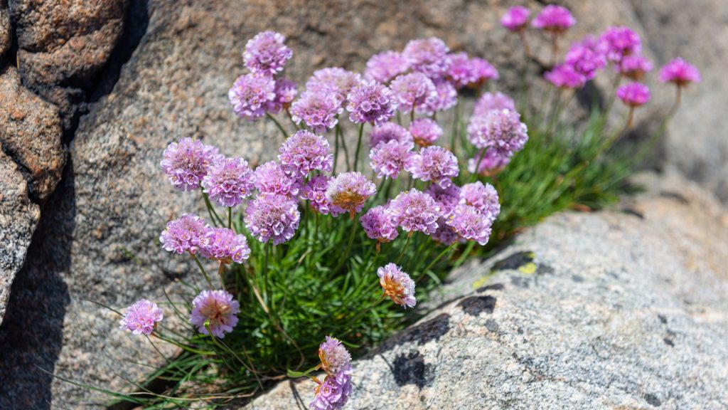Plante méditerranéenne résistante au soleil dans le jardin