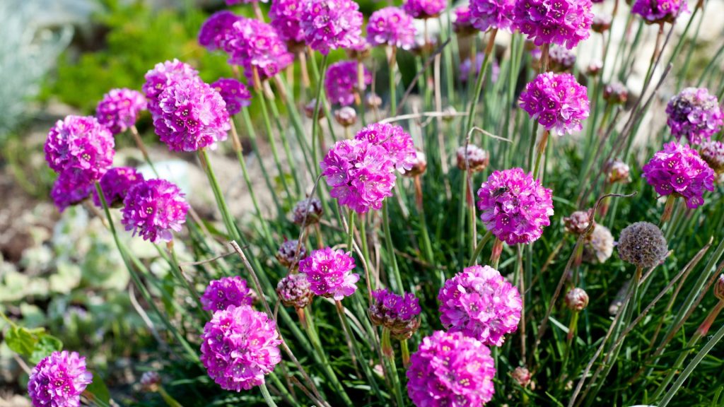 Plante méditerranéenne résistante en plein soleil dans le jardin