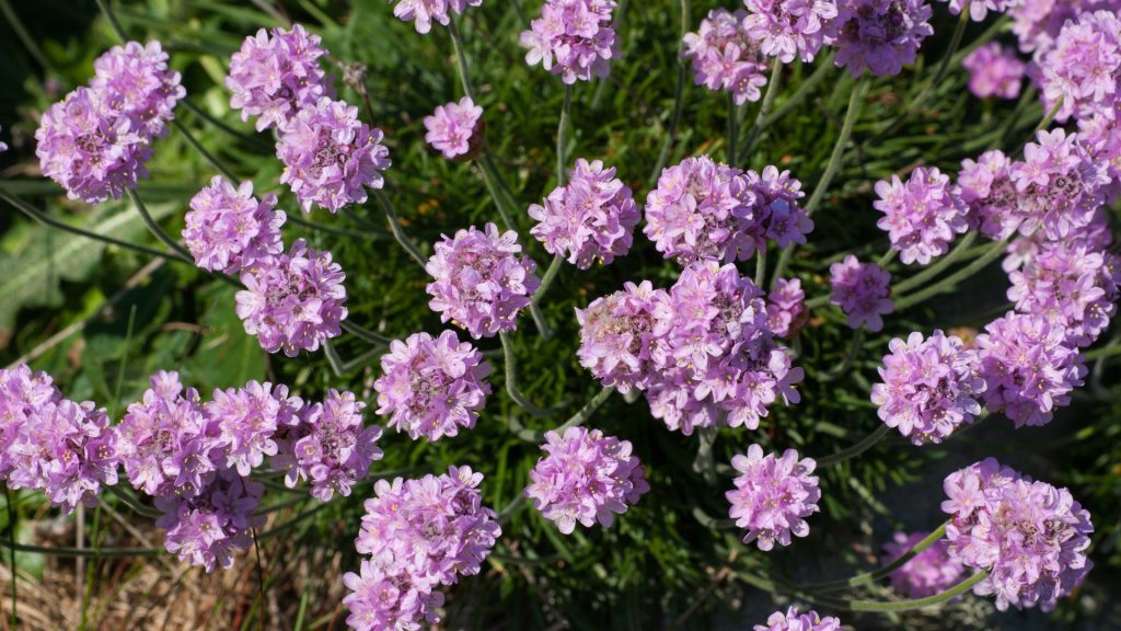 Plante méditerranéenne résistante au soleil dans le jardin