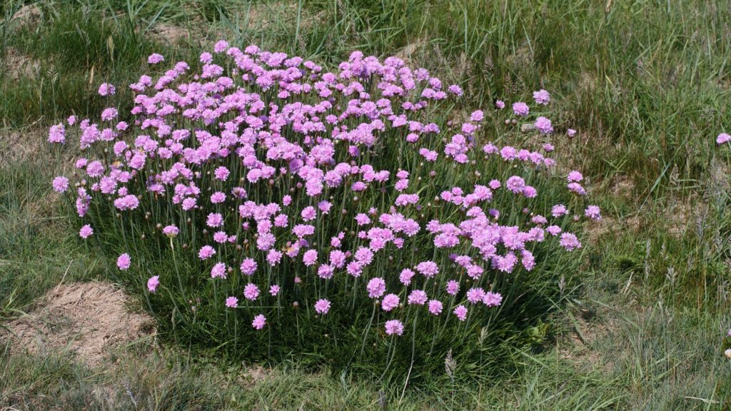 Plante méditerranéenne résistante en plein soleil dans le jardin