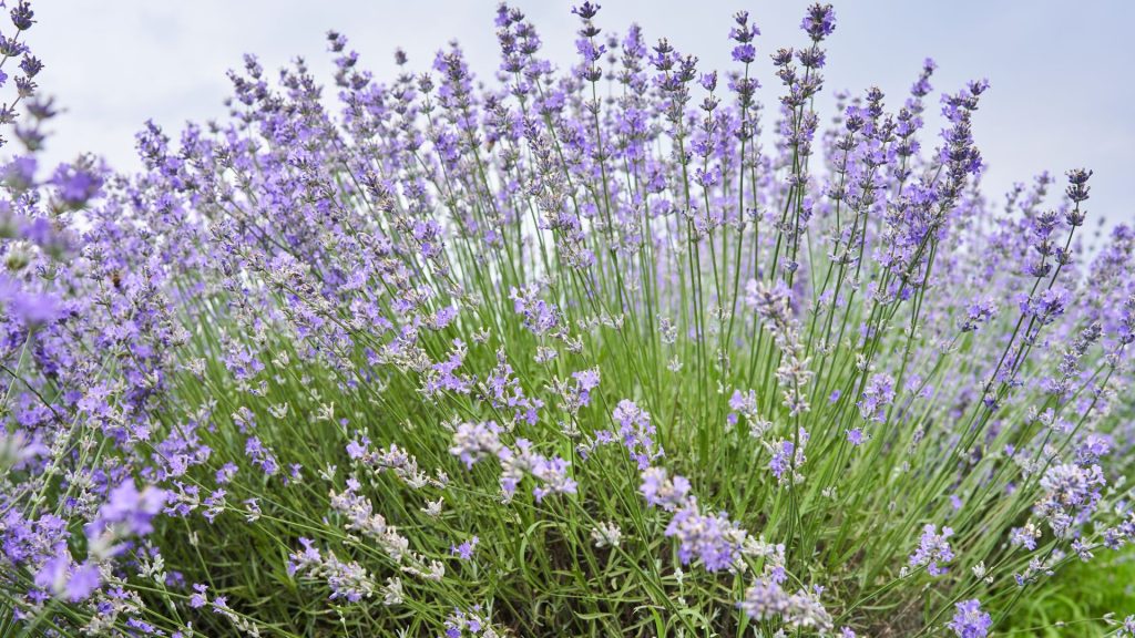 Plante méditerranéenne rustique, résiste au gel et au soleil