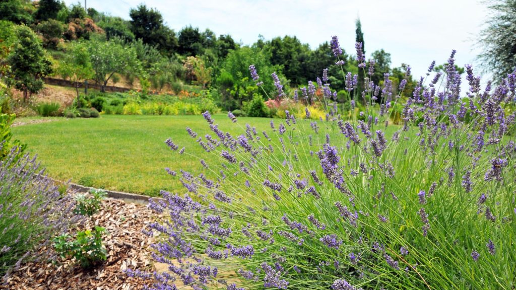Plante méditerranéenne rustique dans le jardin
