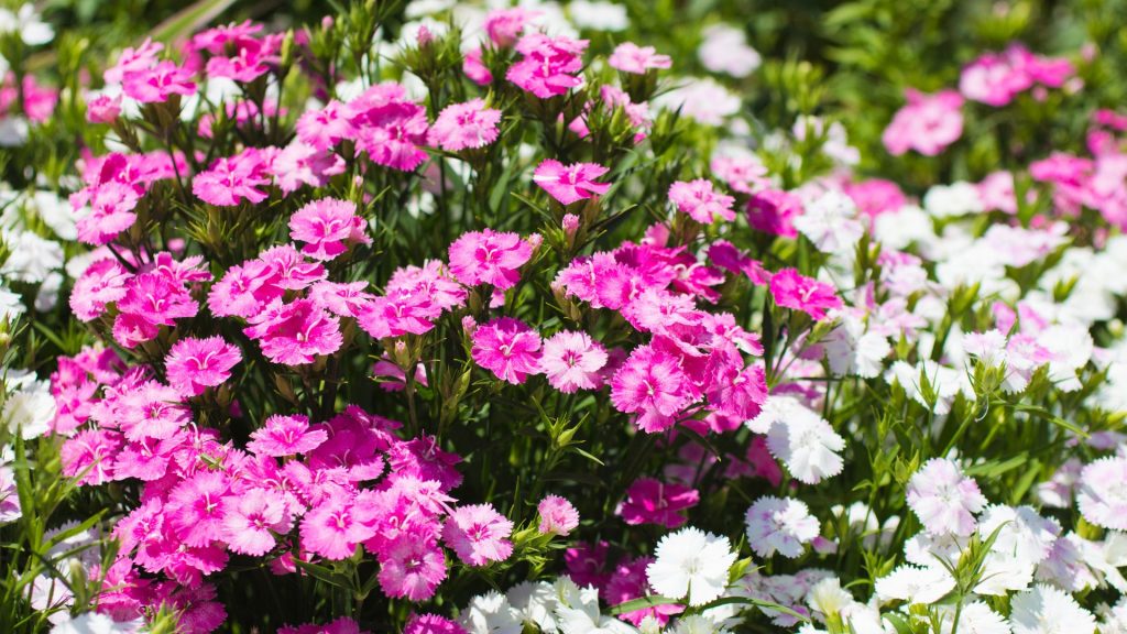 Plante méditerranéenne résistante au froid dans le jardin