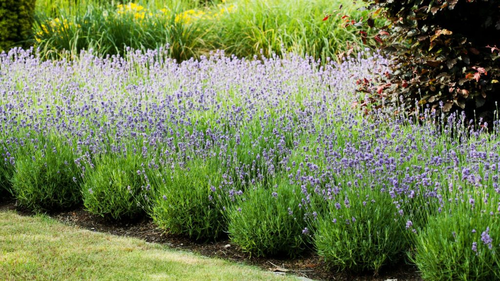 Plante méditerranéenne rustique dans le jardin