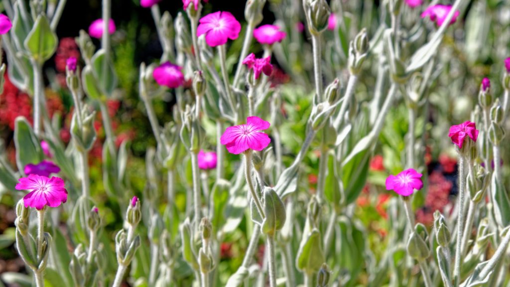 Plante méditerranéen lumineuses résistantes au gel et au soleil