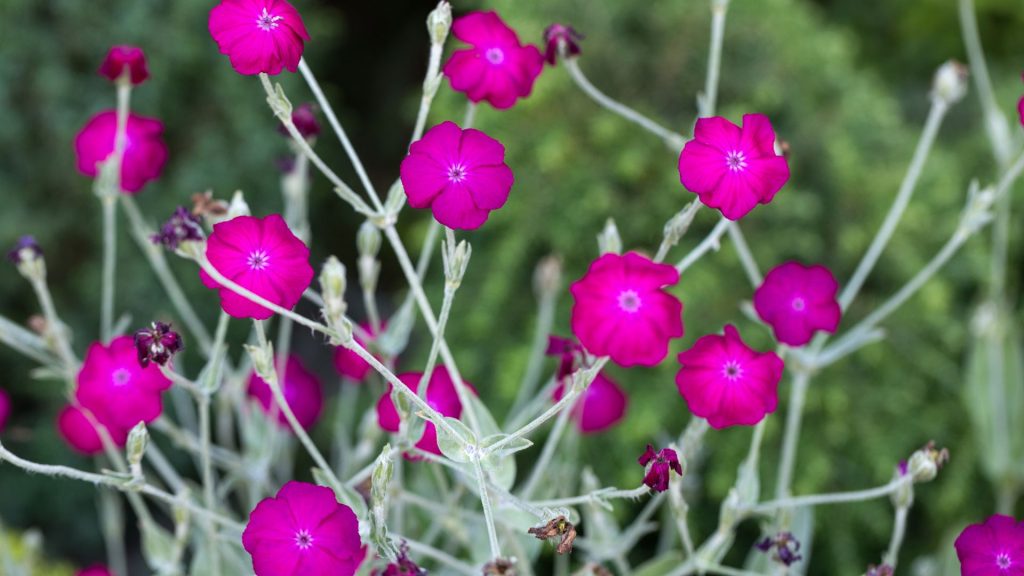 Plante méditerranéen lumineuses résistantes au gel et au soleil