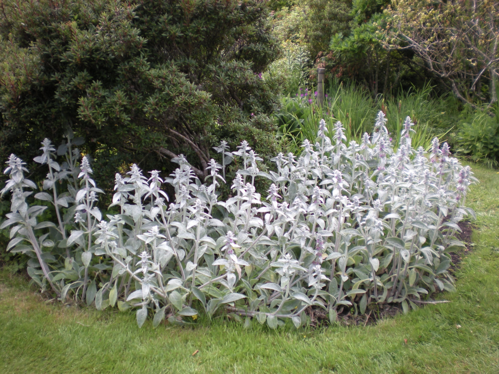 Plante méditerranéenne ultra-résistante dans le jardin