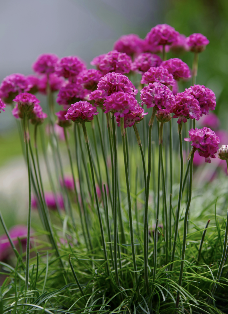Plante méditerranéenne résistante en plein soleil dans le jardin