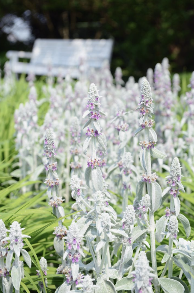 Plante méditerranéenne ultra-résistante dans le jardin