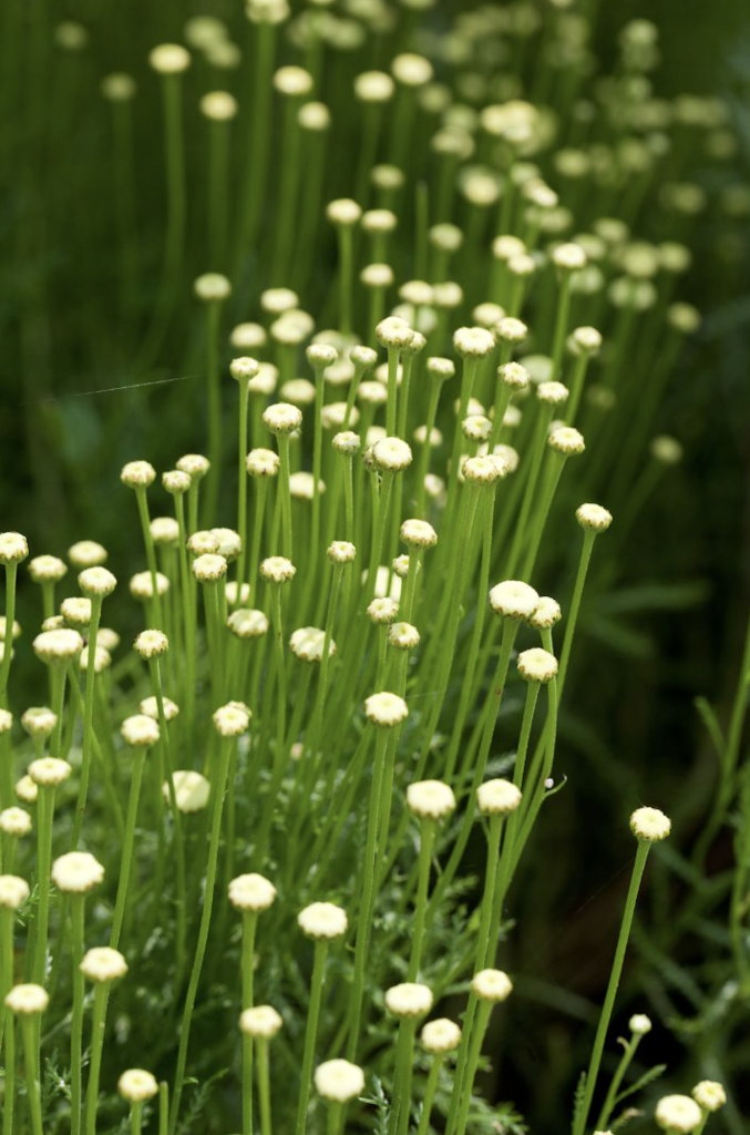 Plante méditerranéenne résistante à la sècheresse