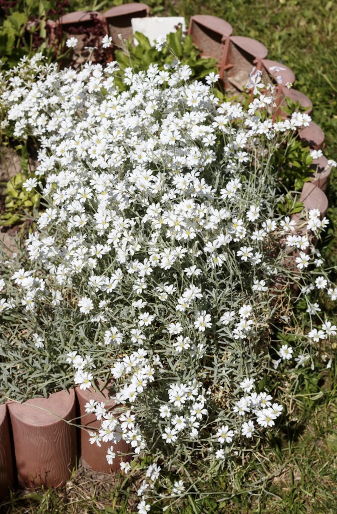 Plante méditerranéenne résistante au gel dans le jardin