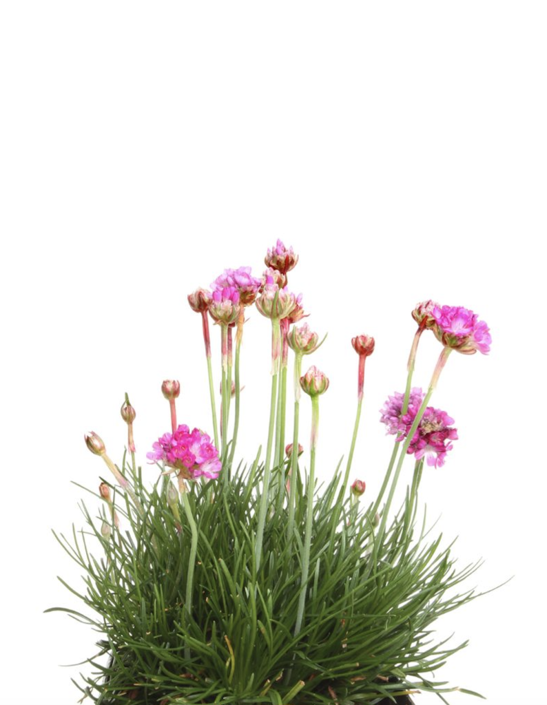 Plante méditerranéenne résistante au soleil 