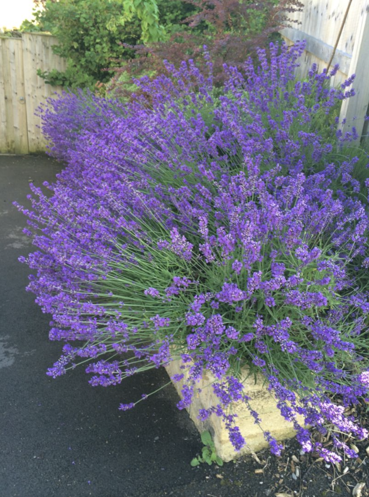 Plante méditerranéenne rustique dans le jardin