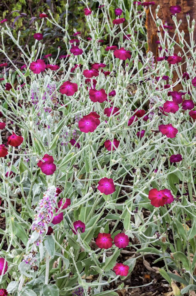 Plante méditerranéen lumineuses résistantes au gel et au soleil