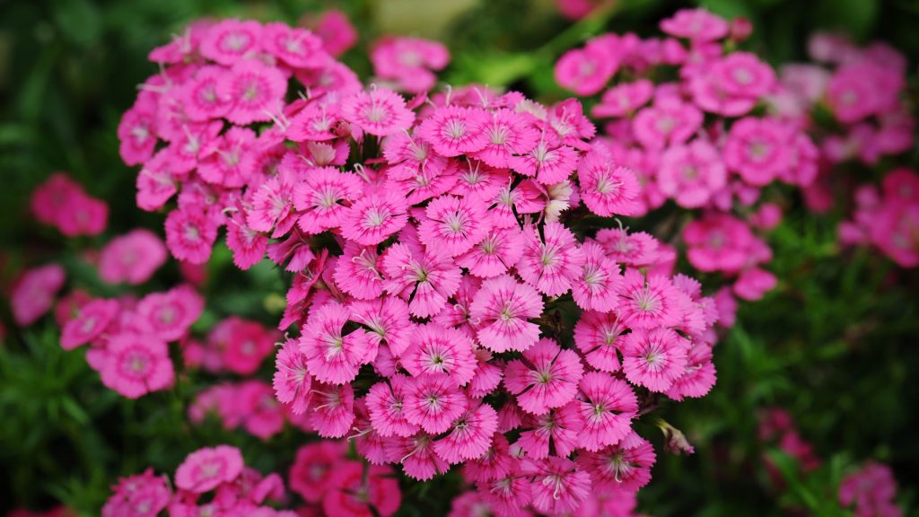 Plante méditerranéenne résistante au froid dans le jardin