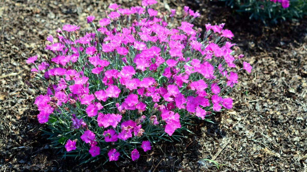 Plante méditerranéenne résistante au froid dans le jardin